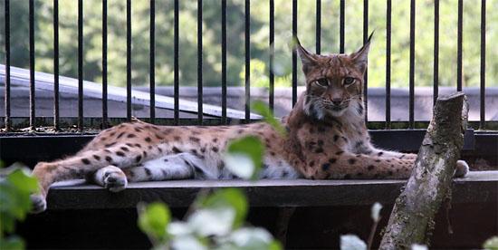 Kitty in the Liberec ZOO.